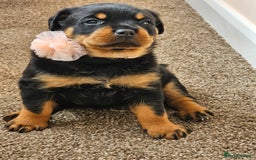 Rottweiler dogs for sale: Pure breed Rottweiler  - Image 2