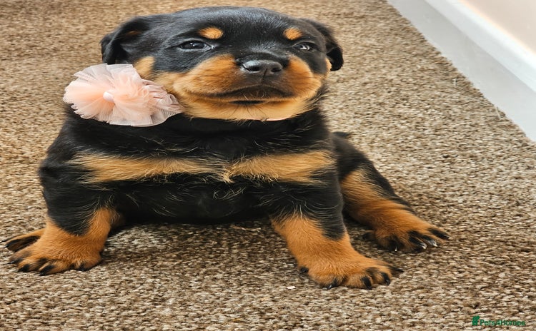 Rottweiler dogs - Advert 1