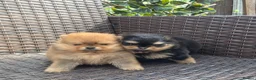 Pomeranian dogs for sale: ❤️ Exceptional KC Registered Pomeranian Puppies ❤️ - Advert 8