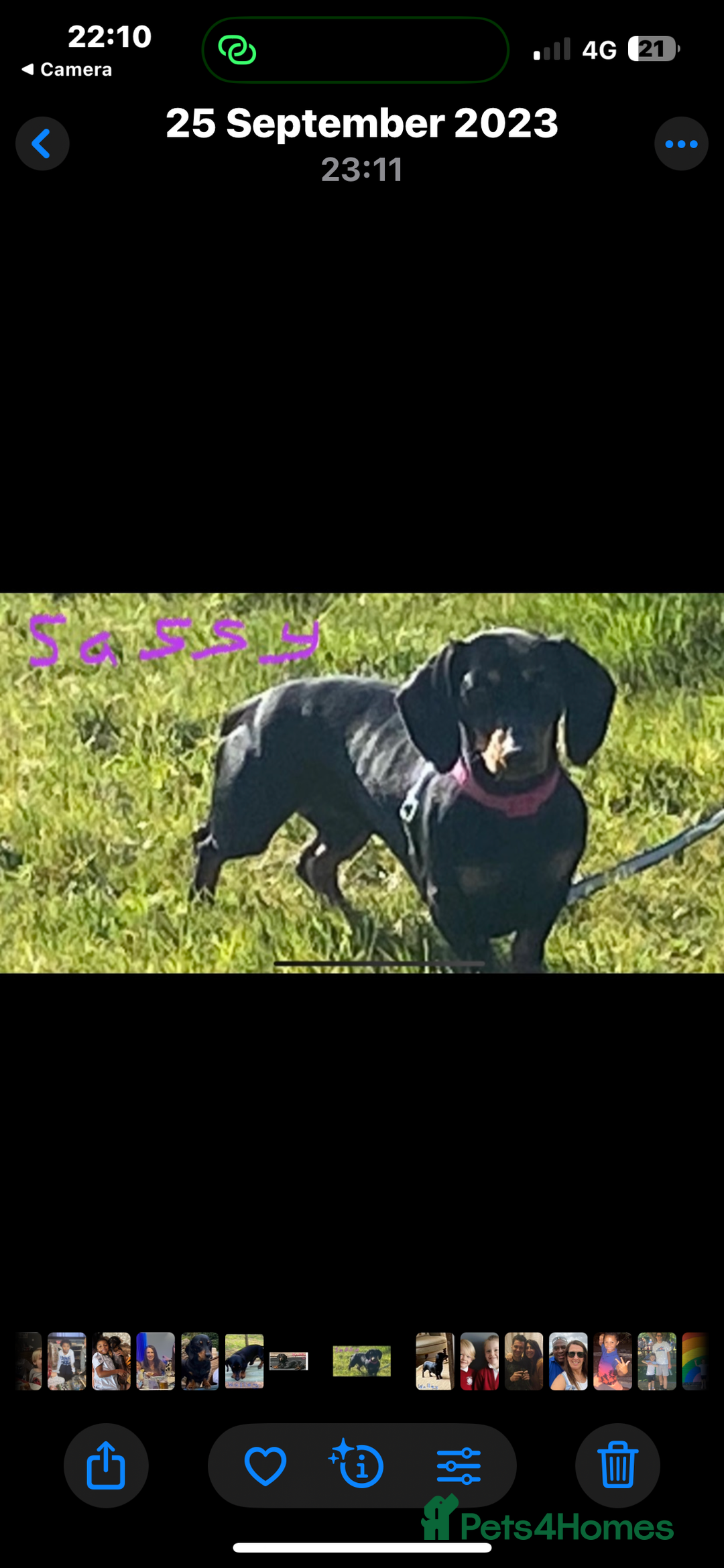 Miniature Dachshund dogs for sale: Black & Tan Minature Dachund - Image 4