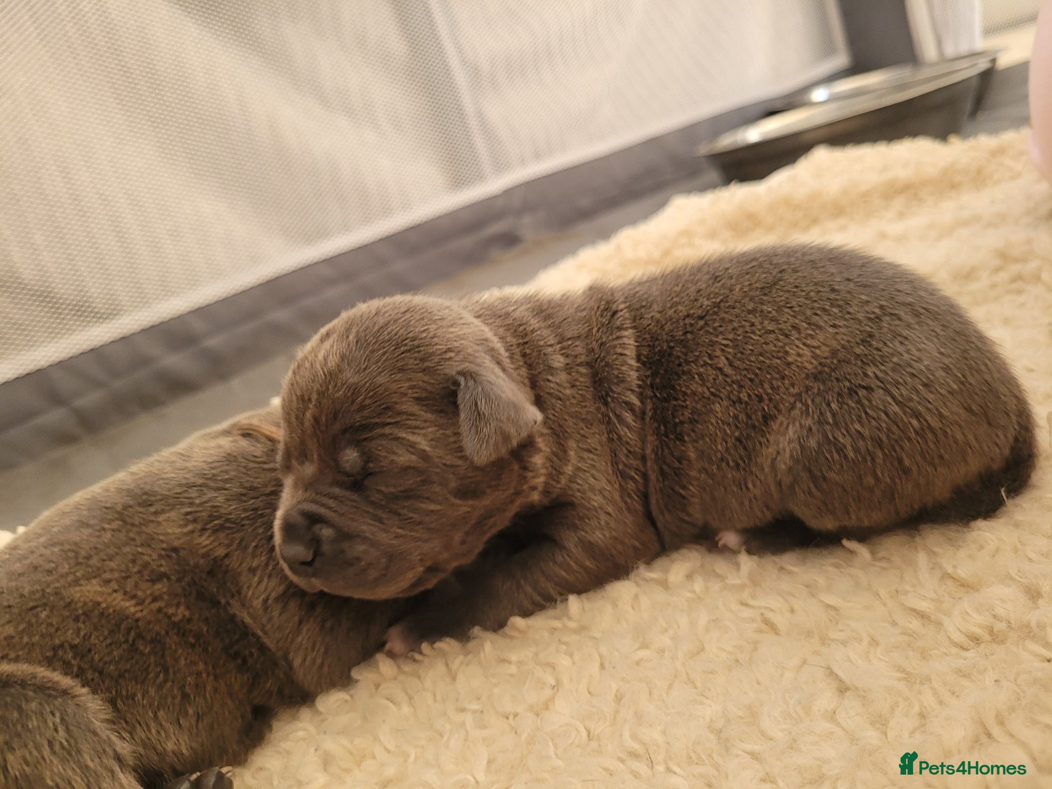 Mixed Breed dogs Staffie cross mastiff - Advert 18