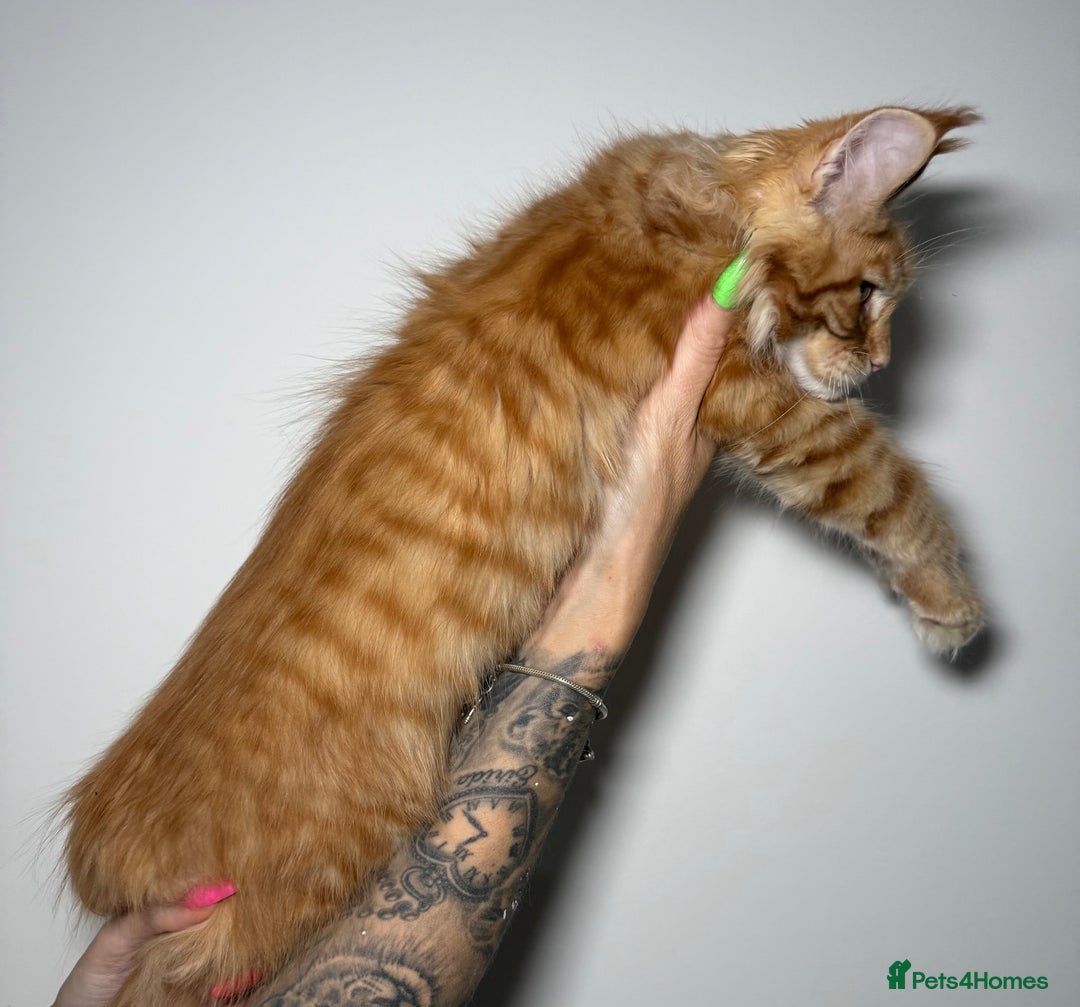 Maine Coon cats for sale: Champion line kittens , ready to go ☺️ - Advert 2