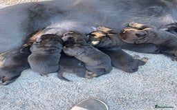 Rottweiler dogs for sale: Rottie pups - Image 3