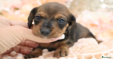 Miniature Dachshund dogs - Advert 16