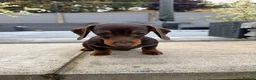Miniature Dachshund dogs for sale: Gorgeous KC registered Miniature Dachshunds   - Advert 25