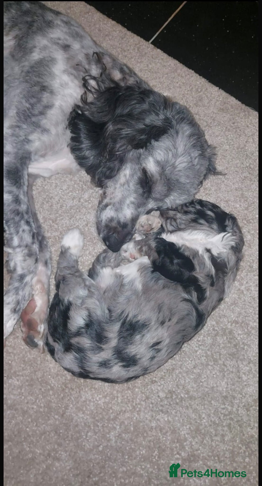 Sproodle dogs STUNNING F2 MERLE SPROODLES - Advert 2