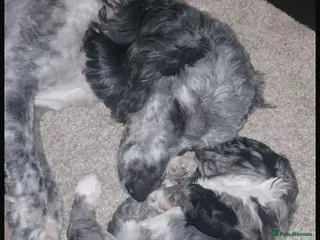 Sproodle dogs STUNNING F2 MERLE SPROODLES - Advert 2
