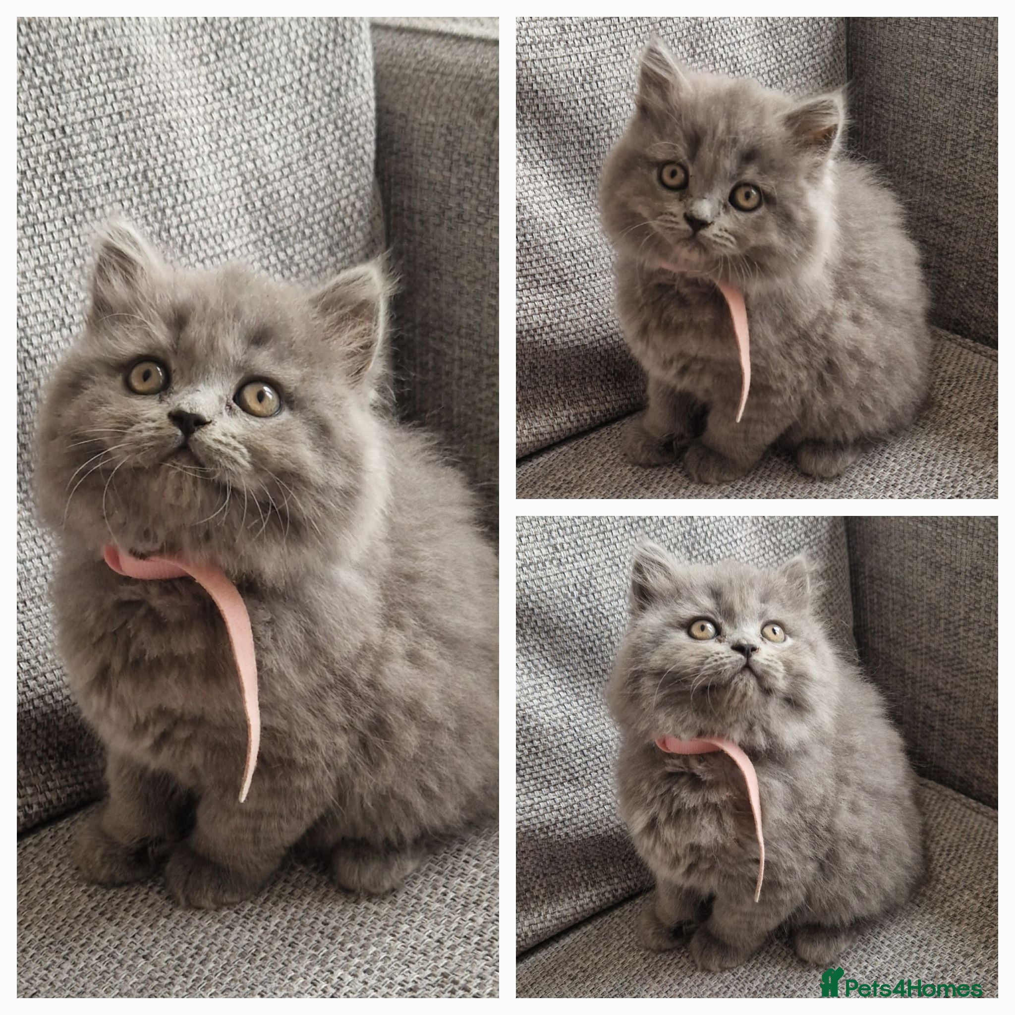 British Shorthair cats GCCF PEDIGREE BRITISH SHORTHAIR, BLUE, VIEW NOW - Advert 2