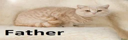 British Shorthair cats for sale: Living Unicorn: ginger female kittens - Advert 5