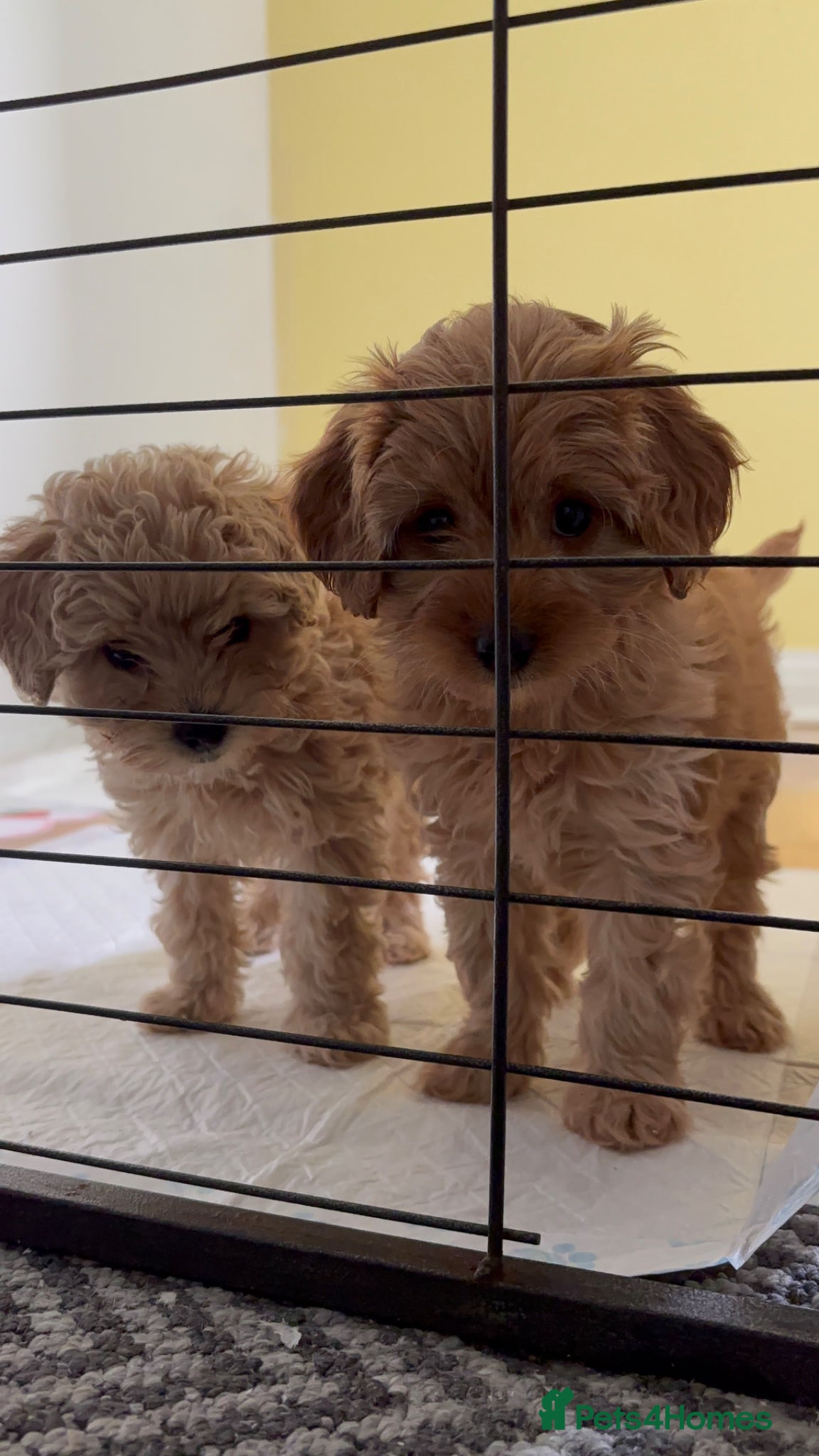 Cavapoo dogs Red F1b cavapoos from health tested parents - Advert 9