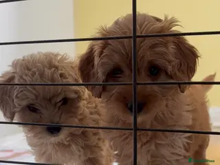 Cavapoo dogs Red F1b cavapoos from health tested parents - Advert 9