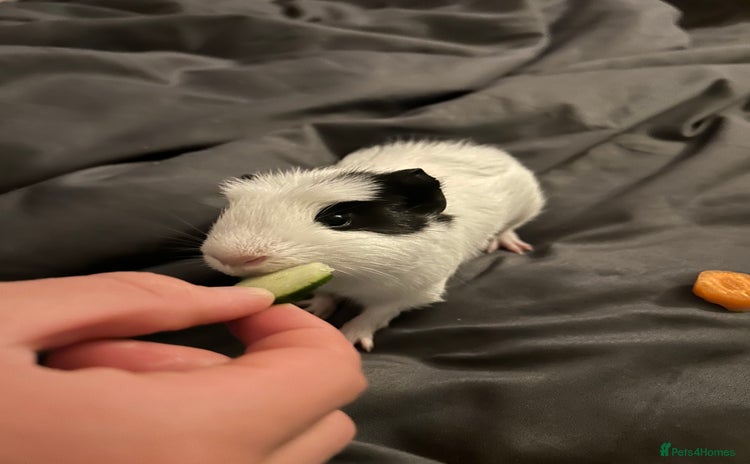 Guinea Pig rodents - Advert 3