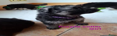 German Shepherd 7