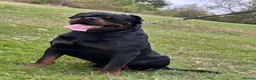 Rottweiler dogs for stud: Stunning 2-Year-Old Rottweiler Stud  - Advert 6
