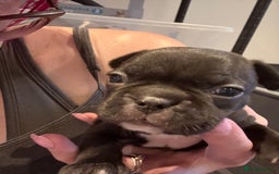 Mixed Breed dogs for sale: Frenchtons - Boston Terrier x Frenchie - Image 16