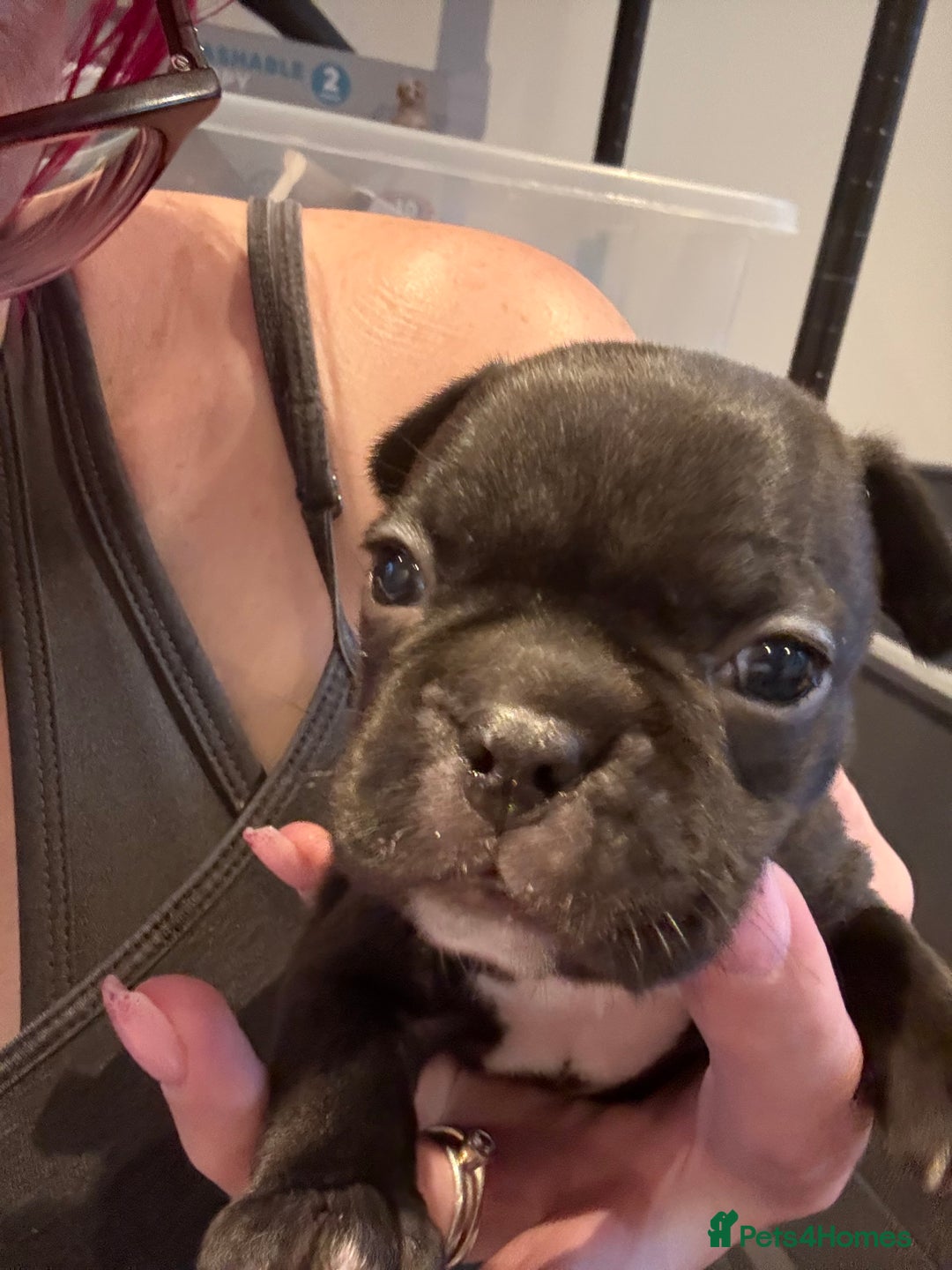 Mixed Breed dogs for sale: Frenchtons - Boston Terrier x Frenchie - Image 16