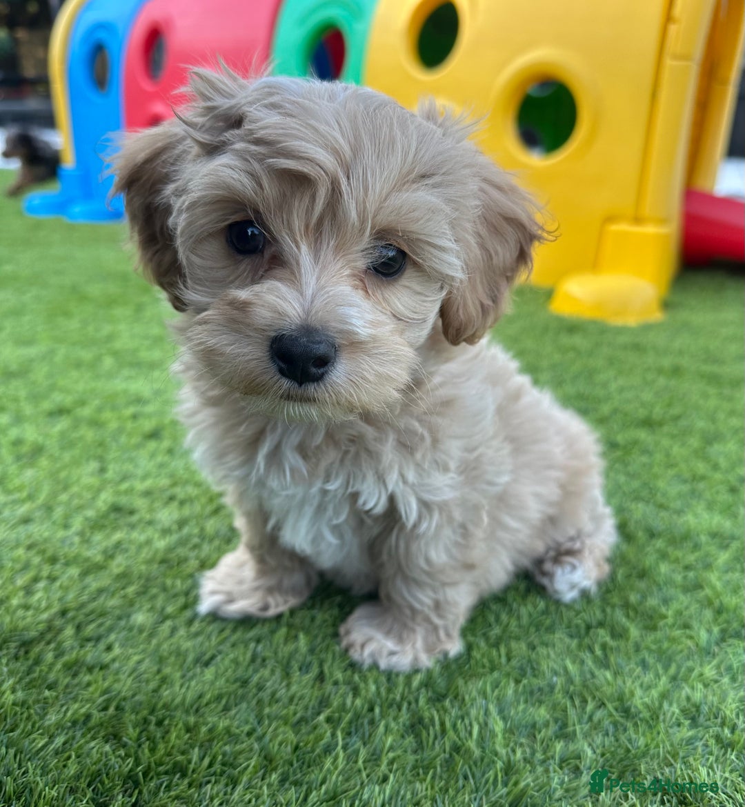 Maltipoo dogs for sale: **CHAMPION MALTIPOOS* HEALTH TESTED PARENTS** - Image 4