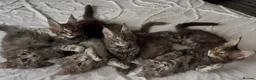 Maine Coon cats for sale: 🐾 Beautiful Maine Coon Kittens Forever Homes🐾 - Advert 1