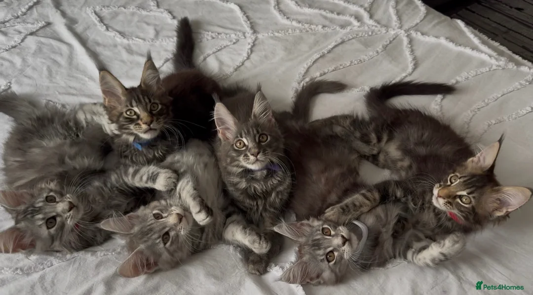 Maine Coon cats for sale: 🐾 Beautiful Maine Coon Kittens Forever Homes🐾 - Advert 1