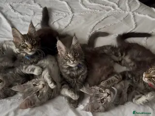 Maine Coon cats 🐾 Beautiful Maine Coon Kittens Forever Homes🐾 - Advert 1