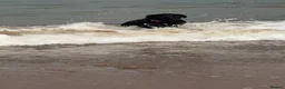 Borador dogs for sale: Raven  - Advert 3