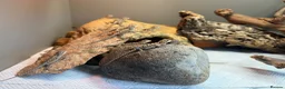 Bearded Dragon reptiles for sale: Baby bearded dragons - Advert 2