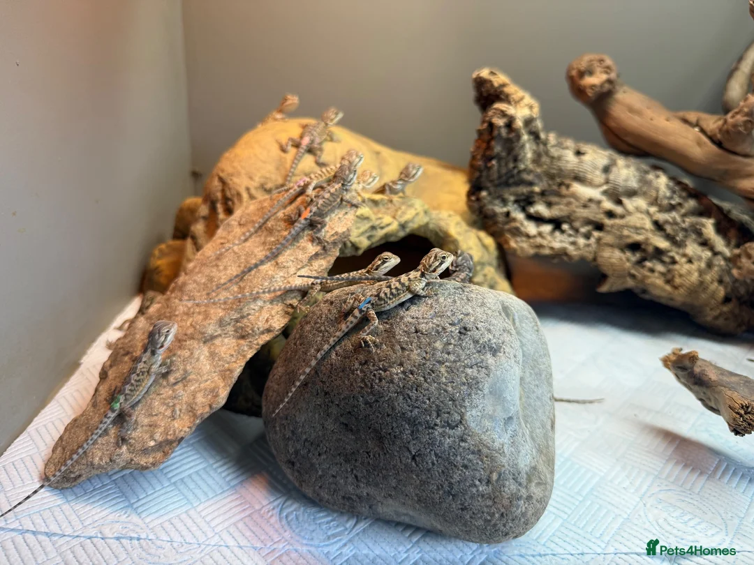 Bearded Dragon reptiles for sale: Baby bearded dragons - Advert 2