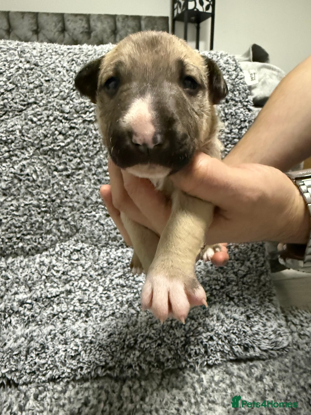 English Bull Terrier dogs for sale: KS-registered English Bull Terrier Puppies  - Advert 11