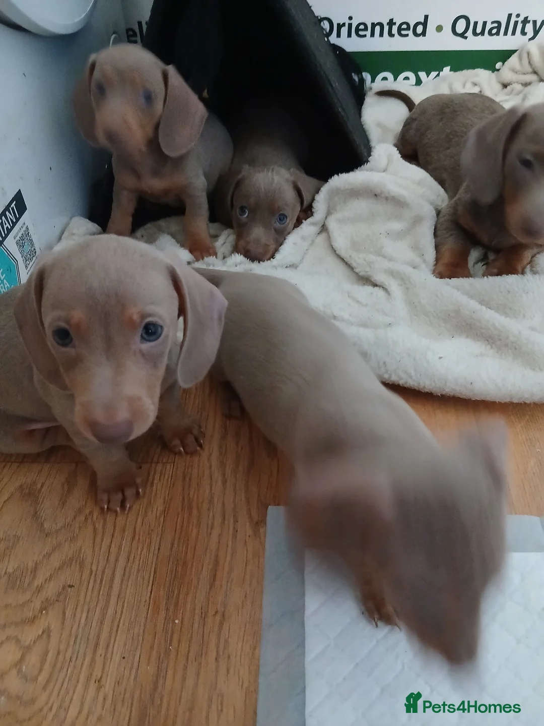 Dachshund dogs for sale: 6 little dachunds for sale  in Dartford - Advert 2