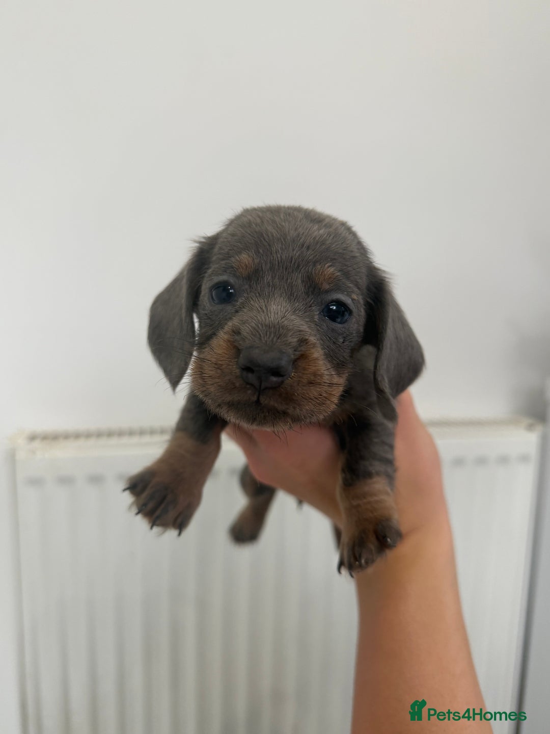 Miniature Dachshund dogs for sale: miniature dachshund puppies  - Image 5