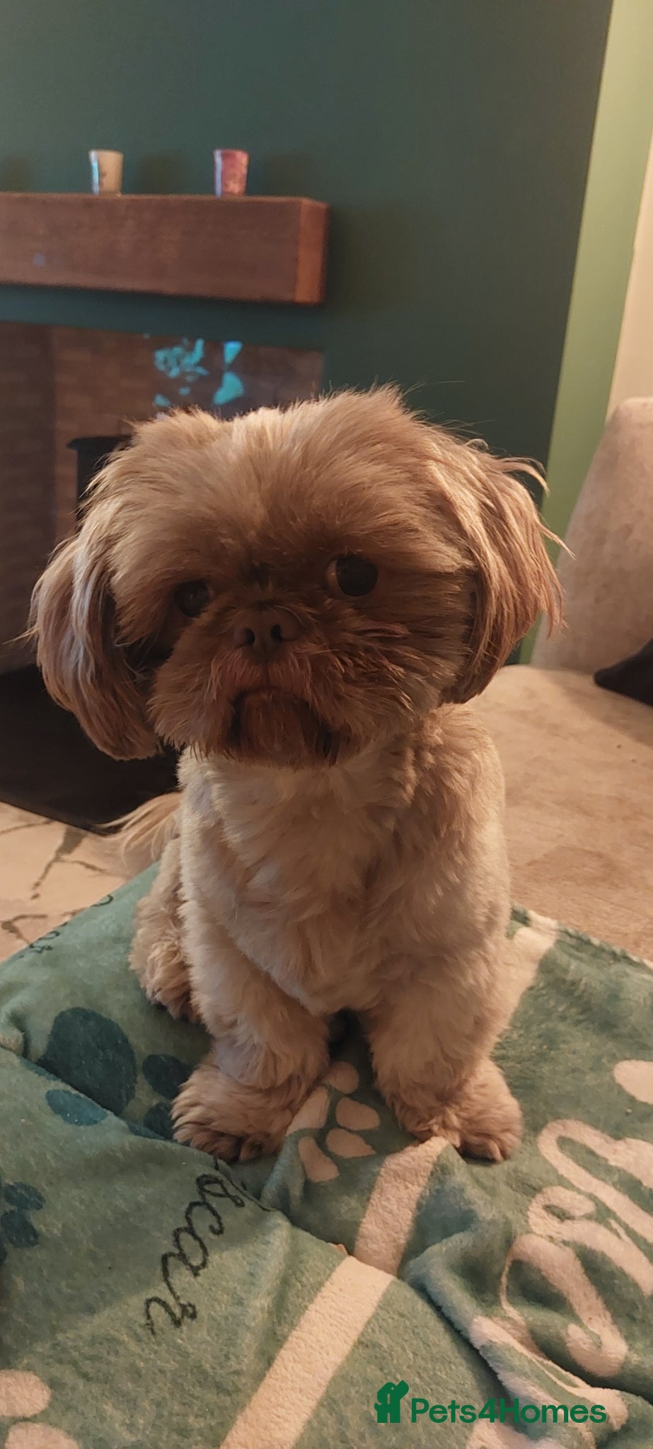 Shih Tzu dogs Imperial shitz for stud - Advert 3