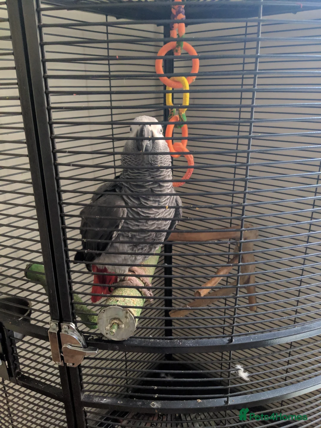 Parrots birds for sale: African Grey - Advert 2