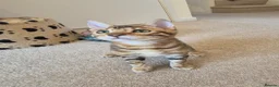 Bengal cats for sale: Stunning Pedigree Bengal Kittens - Advert 8