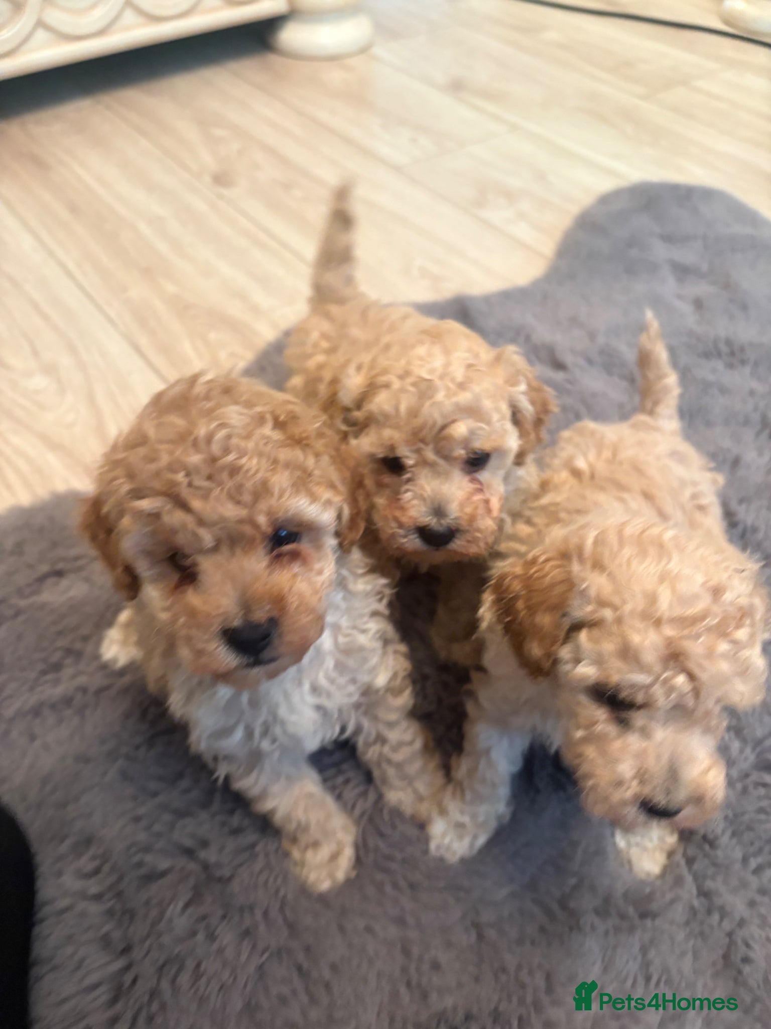 Toy Poodle dogs Toy poodle puppies  - Advert 1