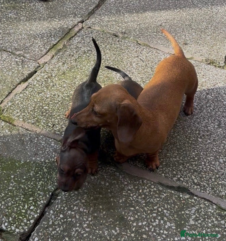 Miniature Dachshund dogs ⭐️REDUCED⭐️Beautiful KC Registered Puppy Bitch - Advert 1