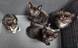 Mixed Breed cats for sale: Adorable kittens looking for new homes  - Image 1