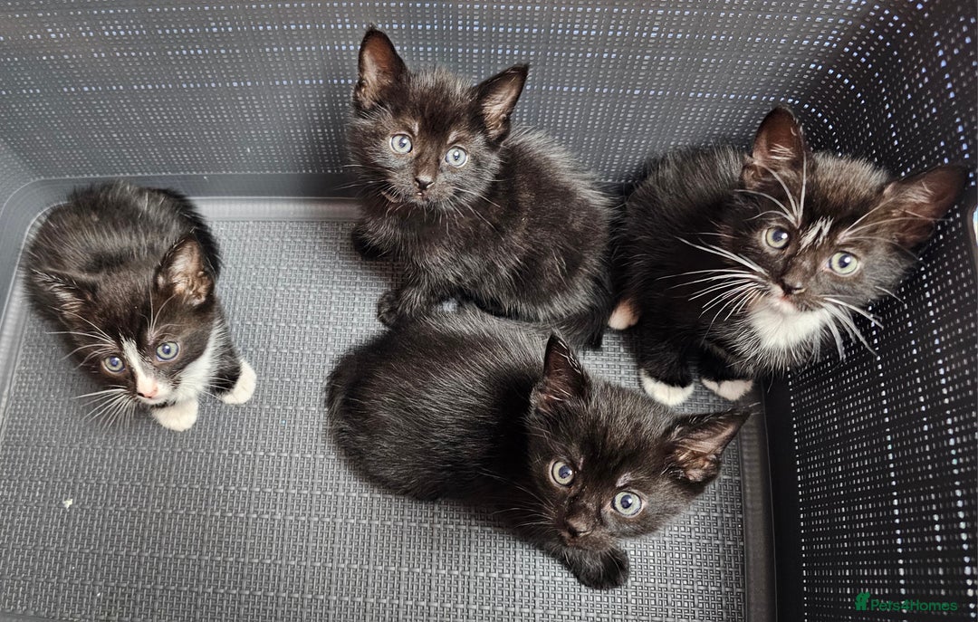 Mixed Breed cats for sale: Adorable kittens looking for new homes  - Image 1