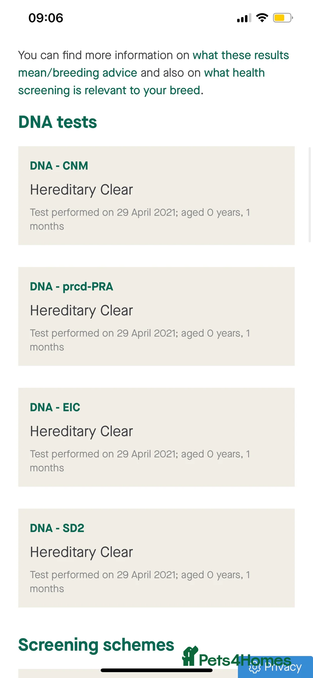 Labrador Retriever dogs for stud: fox Red extensively health tested 0-0 hips in Swansea - Advert 6