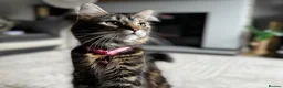 Mixed Breed cats for sale: Beautiful kittens  - Advert 5