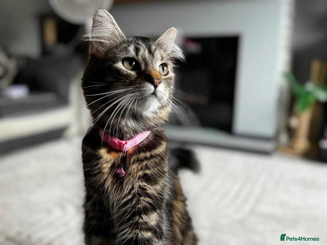 Mixed Breed cats for sale: Beautiful kittens  - Advert 5
