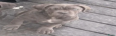 Cane Corso 2