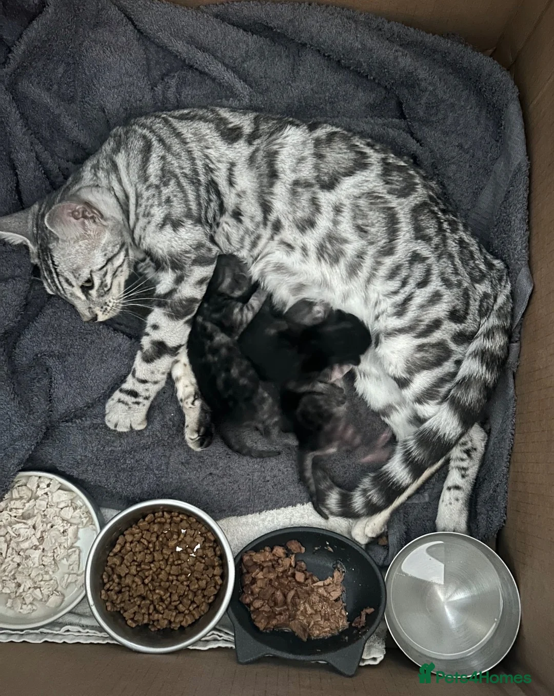 Bengal cats for sale: Beautiful Pedigree Silver Bengals - Advert 1