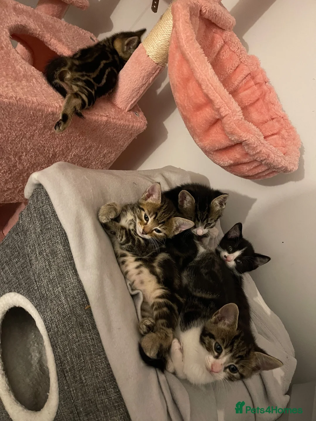 Mixed Breed cats for sale: Kittens  ** s  in Liverpool - Advert 3