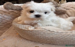 Maltese dogs for sale: ✨💫Tiny Exquisite Bambelina Maltese 💫✨ - Image 1