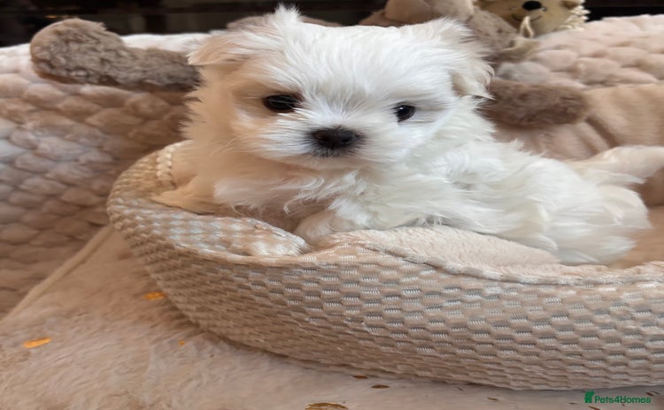 Maltese dogs - Advert 1