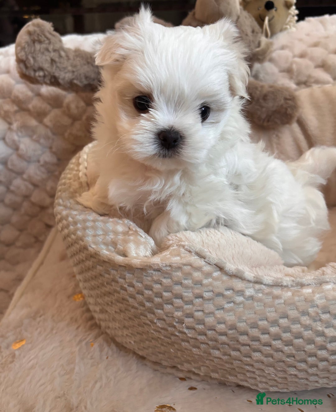 Maltese dogs for sale: ✨💫Tiny Exquisite Bambelina Maltese 💫✨ - Image 1