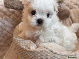 Maltese dogs - Advert 4