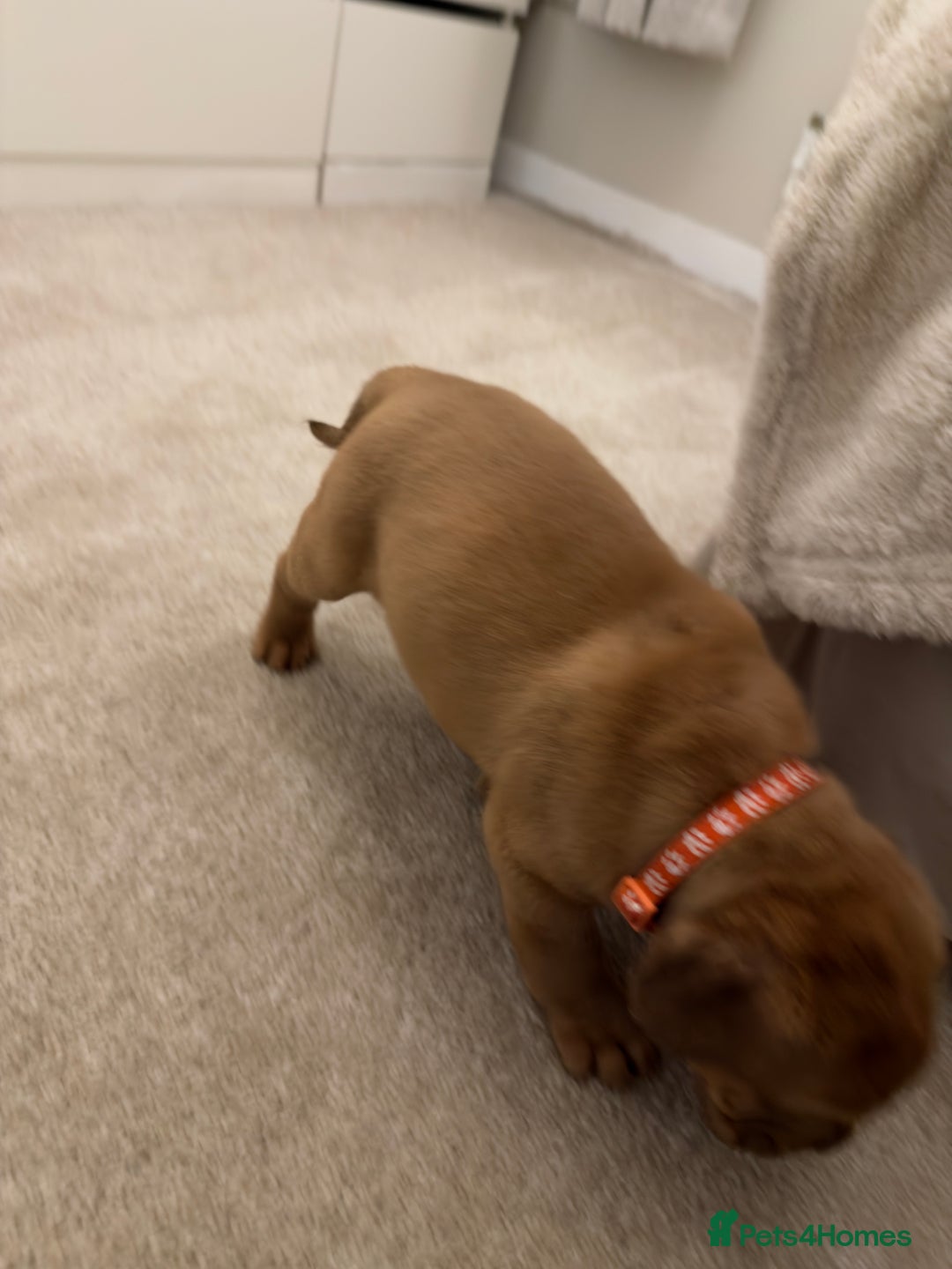 Dogue De Bordeaux dogs for sale: Beautiful Dogue De Bordeaux Puppies - Advert 7