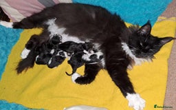 Maine Coon cats for sale: Maine Coon Kittens - Image 11