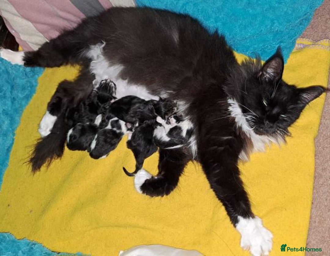 Maine Coon cats for sale: Maine Coon Kittens - Image 11